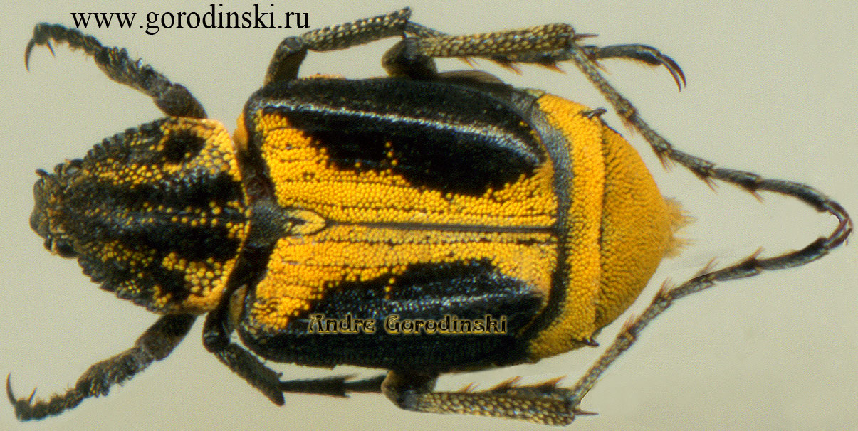 http://www.gorodinski.ru/cetoniidae/Valginae sp..jpg